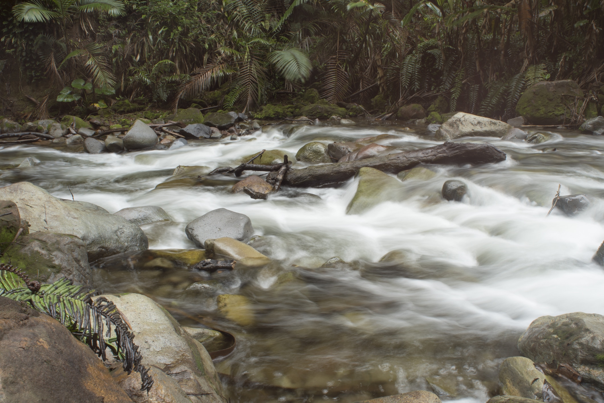 Poemas de William Acevedo
