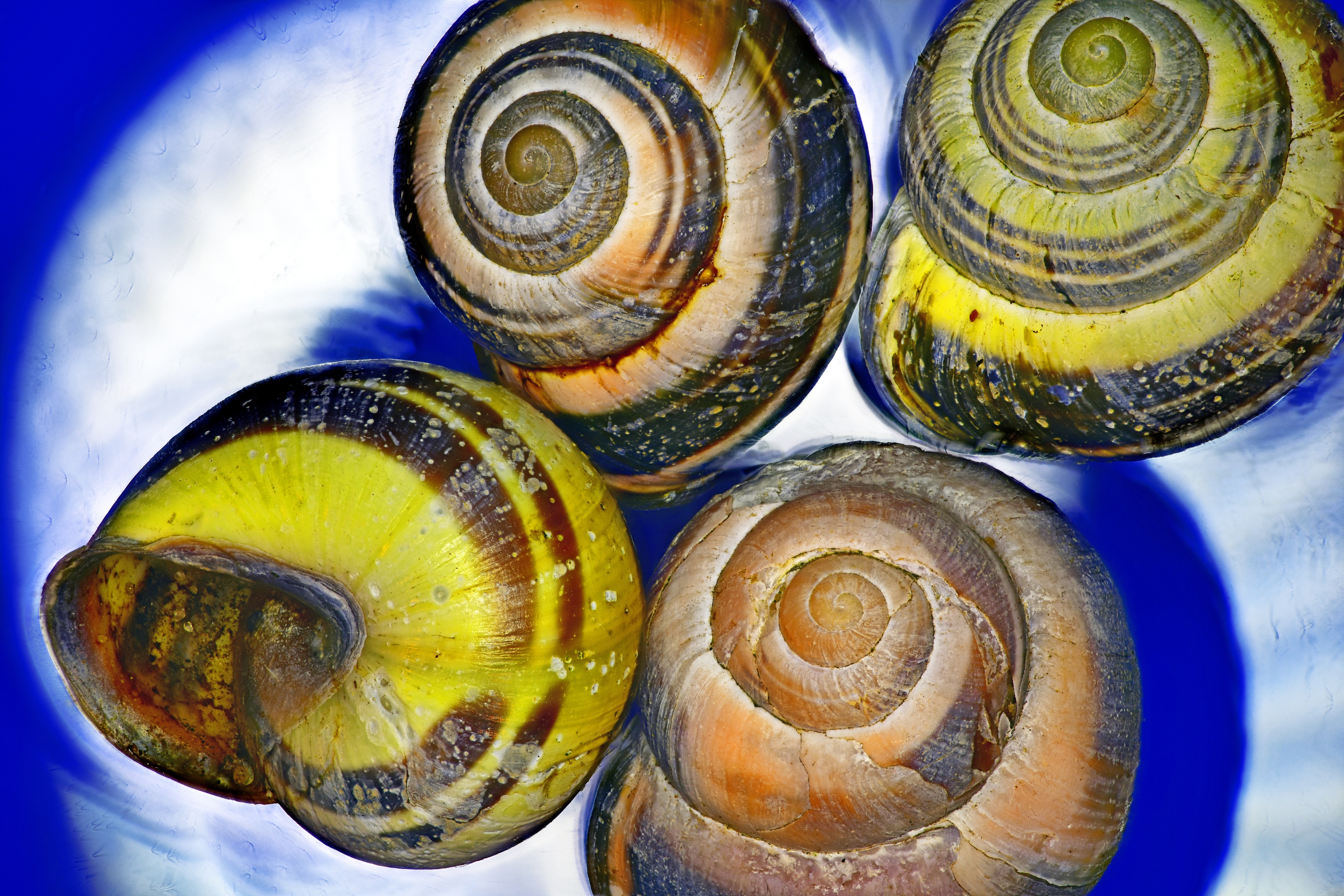 The Beatles: Los orígenes