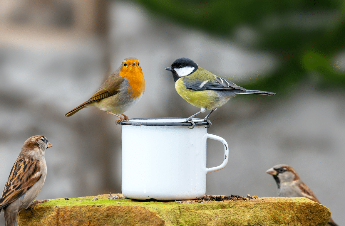 Un racimo de pájaros