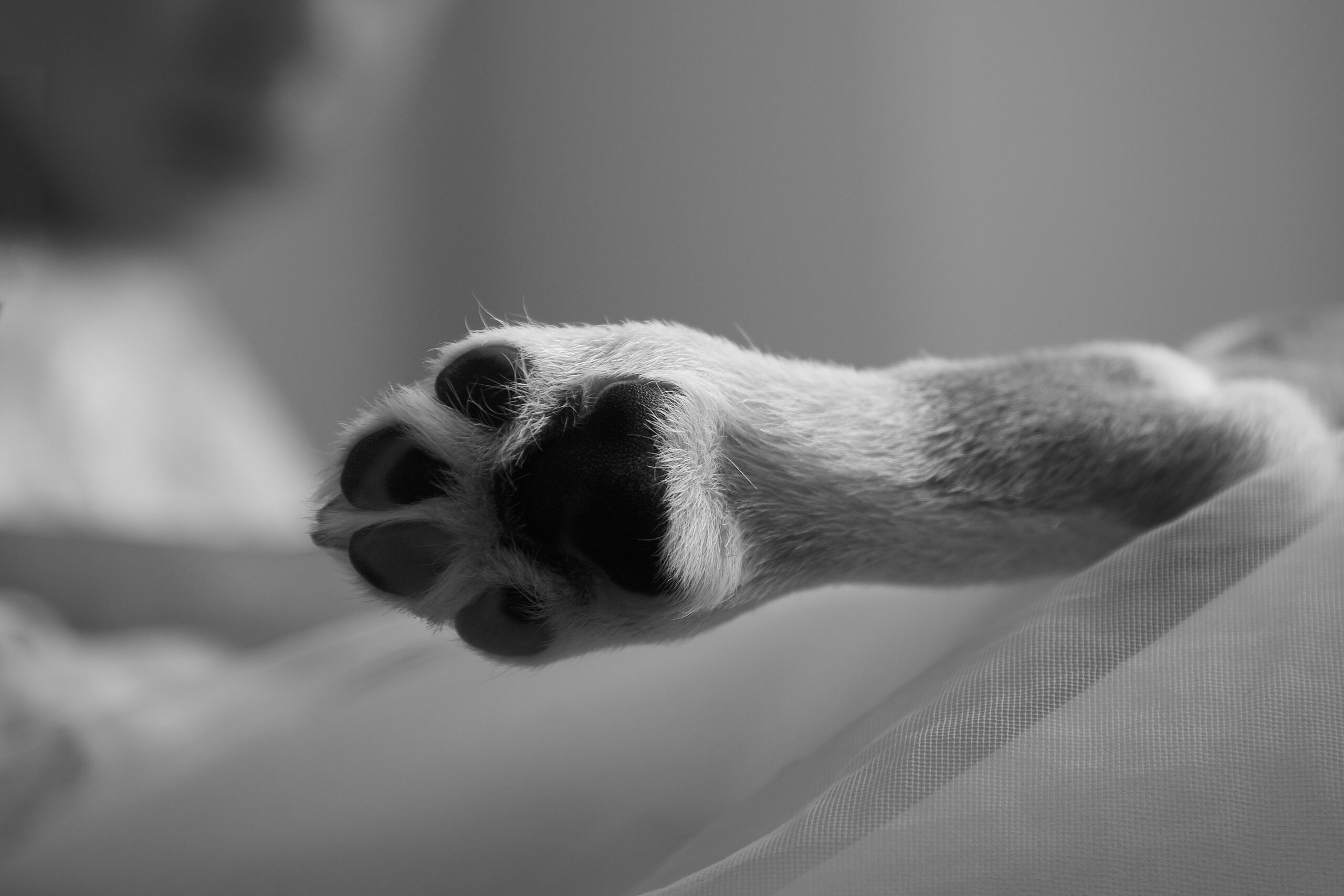 Algunas hojas del Cuaderno de todos los días