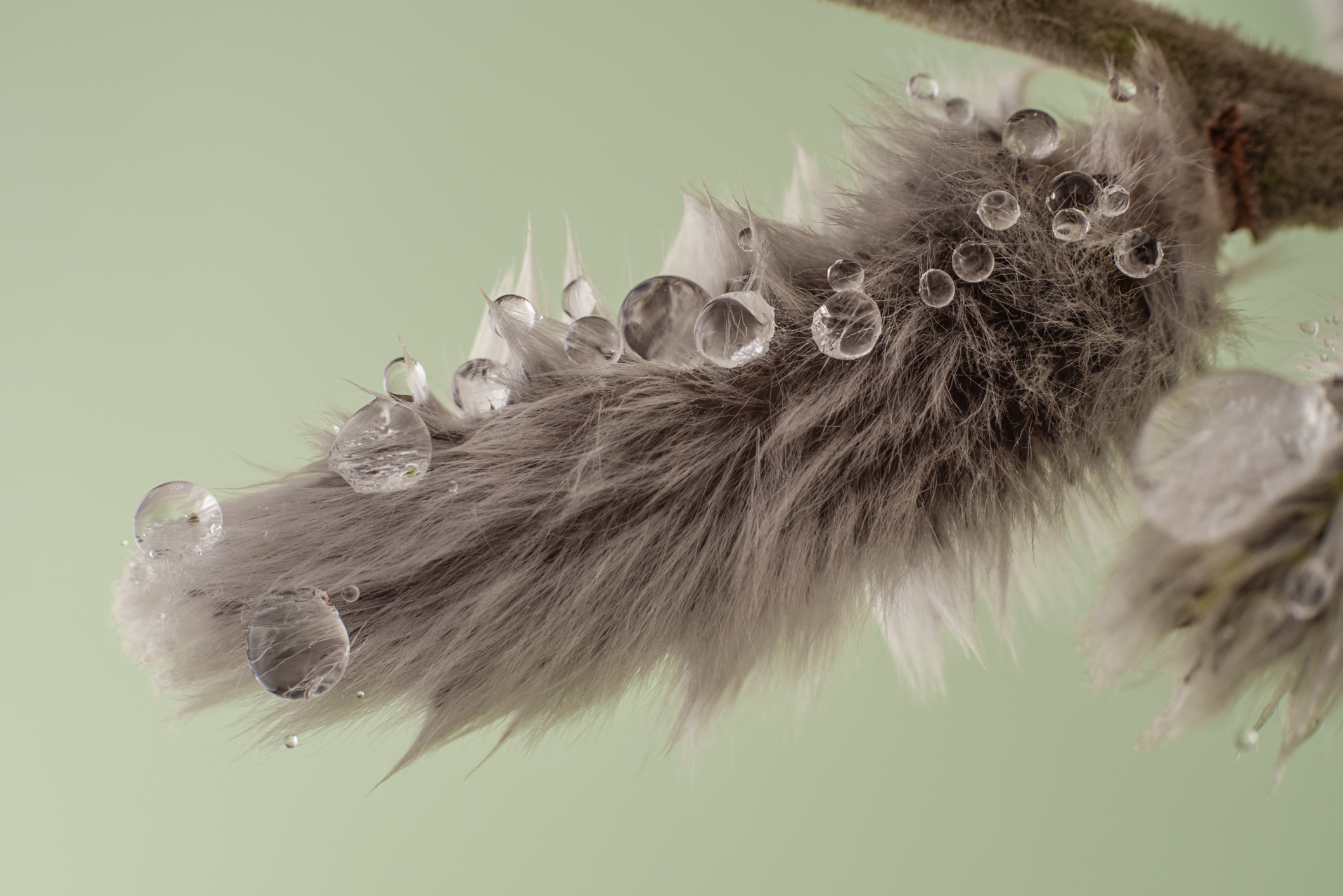 El cartero de Ucrania: oda por la paz en el mundo