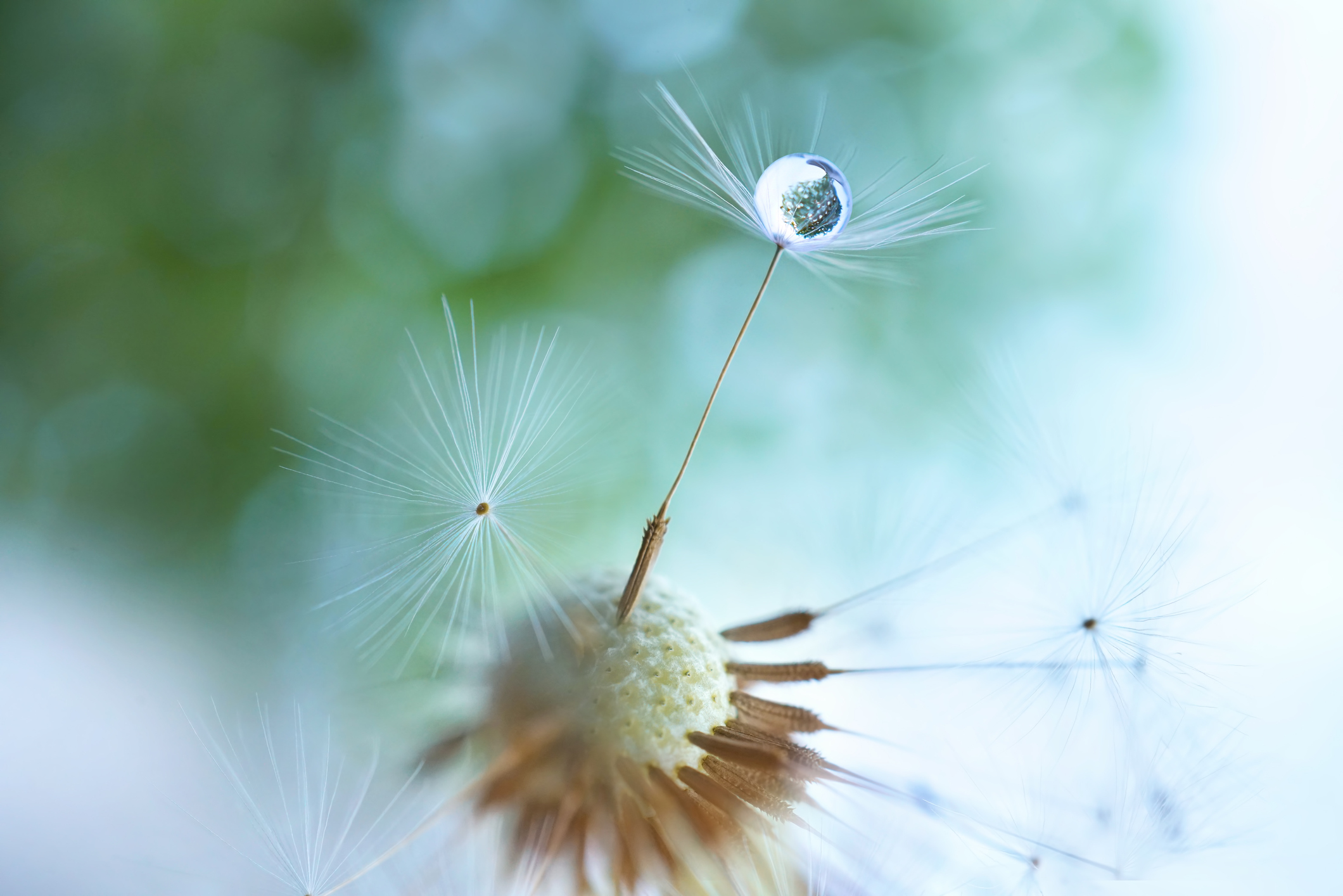 Aforismos del erizo: 50 citas de Szymborska