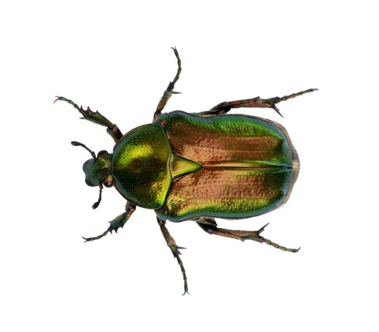 Verde Escarabajo: un color tan cierto como inasible