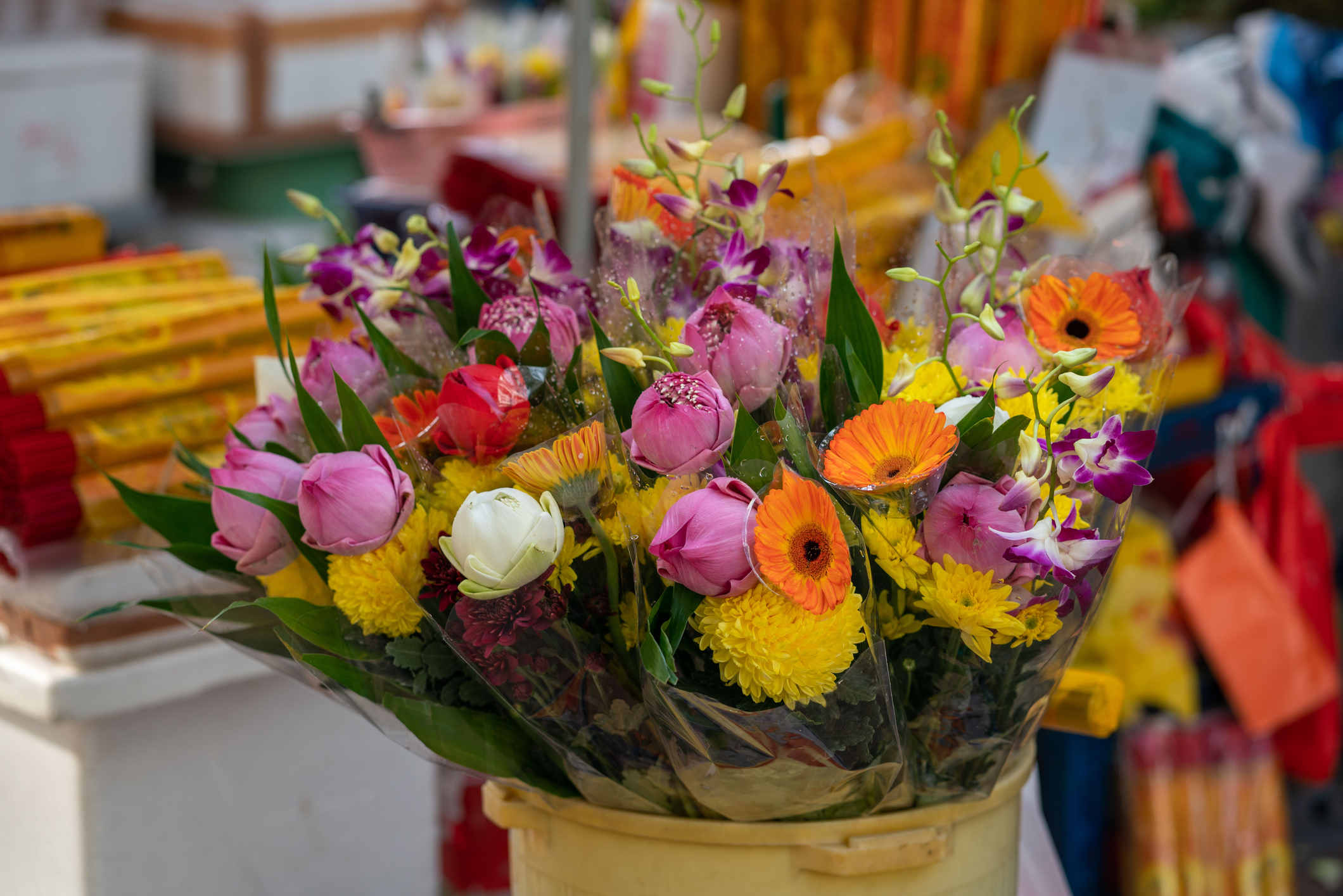 Canto desde el jardín