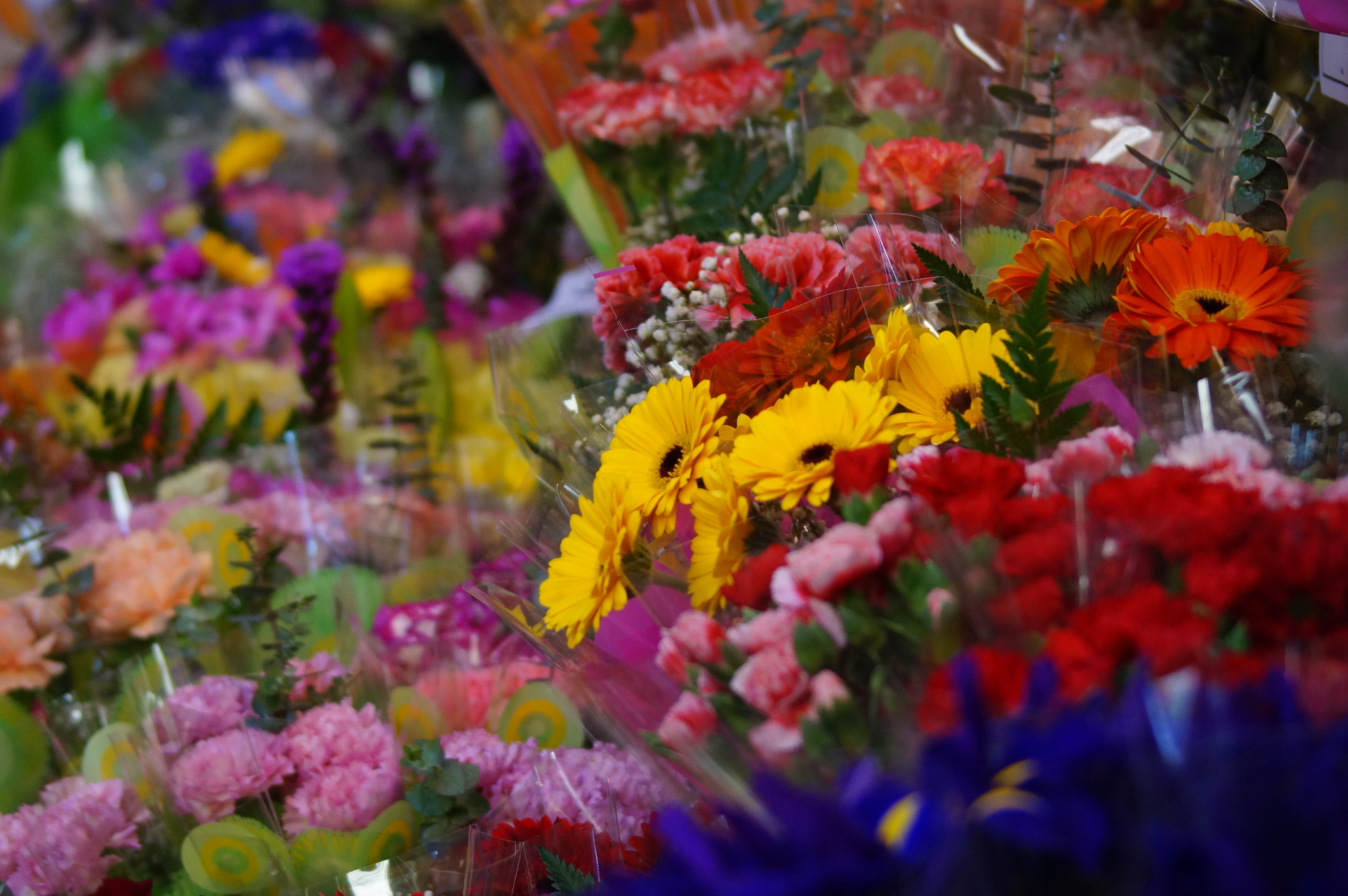 Infografía del Primer Festival de Poesía en el Jardín