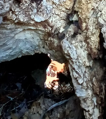 Cien Años de “El Proceso” III: Una Praga universalizada