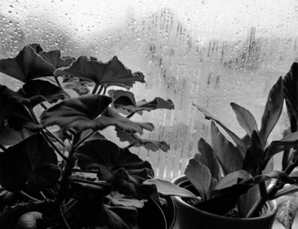 Unas horas con Pedro Mir (segunda parte)