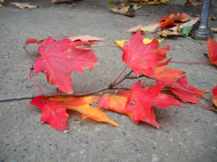 Un otoño de poesía en movimiento