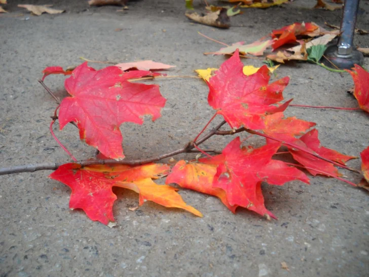 Un otoño de poesía en movimiento